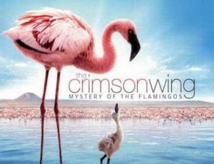فيلم ديزني الجناح القرمزي Crimson wing مدبلج عربي فصحى