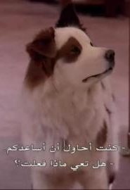 دوغ ويذ أيه بلوغ