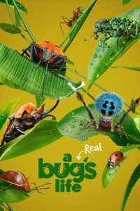 مسلسل A Real Bug’s Life مترجم عربي